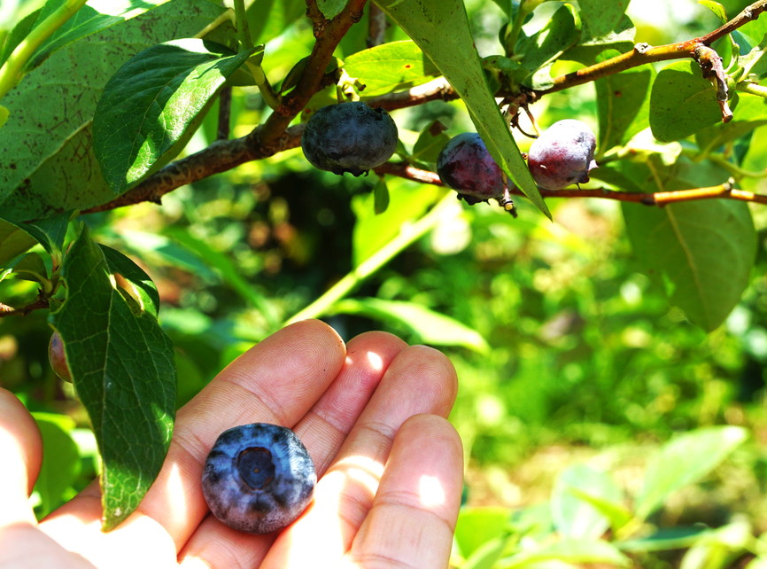農園「今」の様子
